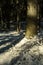 shadows under the trees in winter forest with low snow