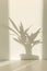 Shadows on a white wall palm yucca