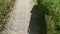 Shadowy figure of a person walking on the rural road