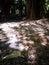 Shadowy shapes of fern leaves on the dry ground of Liffey Falls forest