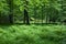 Shady deciduous stand of Bialowieza Forest in springtime