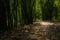 Shady flagstone-paved path in bamboo of sunny summer afternoon