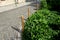 Shady flowerbed in the undergrowth of linden alley. ivy and ferns dominate. the bed is separated, bounded by a fence with poles in