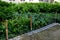 Shady flowerbed in the undergrowth of linden alley. ivy and ferns dominate. the bed is separated, bounded by a fence with poles in