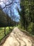 Shady Foot Path Lined with Trees