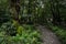 Shady footpath in summer woods after rain