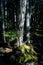 Shady forest in dappled light