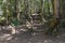 Shady forest path and hiking trail Table Mountain National Park