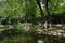 Shady lakeshore in sunny summer