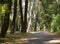 Shady lane, paved path way in a city park, sun rays through branches of trees