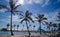 Shady palm trees stand on Durban\'s beachfront.