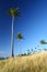 Shady palms in Fiji