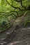 Shady path at Burrs Country Park, Bury