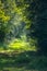 Shady path in a forest in the countryside in late summer