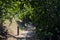 Shady path with trees arching on it in a park