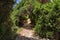 Shady path for walking along Canal D`amour. Corfu island, Greece