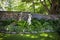 Shady perennial garden