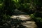 Shady planked path in woods of sunny summer afternoon