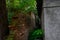 Shady red brick wall in plants behind dilapidated house