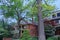 Shady residential street with tall trees