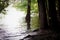 A shady shoreline along a lake