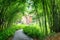 Shady stone walkway among ferns and green bamboo trees