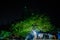 A shady tree at a fisherman village and starry night sky in Kuantan, Pahang, Malaysia