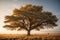 A shady tree in the vast savanna