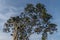 Shady trees blowing in the wind against a clear sky background