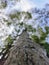 Shady trees seen from below