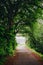 shady trees in spring in japan