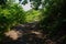 Shady unpaved country-road at hillside in sunny summer afternoon