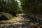 Shady unpaved way in trees on sunny summer day