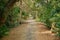 Shady walkway with natural sunlight among the lush green forest in summer.