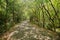 Shady walkway with natural sunlight among the lush green forest in summer.