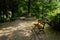 Shady wayside bench in woods of sunny summer