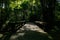 Shady wooden bridge in bamboo and trees on sunny summer day