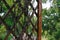 Shady wooden pergola with grape vine closeup. Selective focus on a wooden edge