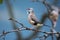 Shaft-Tail Finch