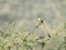 Shaft-tailed whydah small bird with long tail