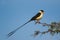 Shaft-tailed Whydah (Vidua regia) Kgalagadi Transfrontier Park, South Africa