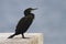 Shag drying the wings