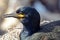 Shag, Farne Islands Nature Reserve, England