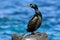 Shag, Farne Islands Nature Reserve, England