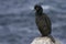 Shag on Great Saltee Island, Ireland.