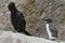 Shag and Guillemot share a rock