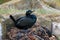 Shag on nest