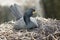 Shag on Nest