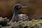 Shag in nest. Rock Shag, Phalacrocorax magellanicus, black and white cormorant with red bill siting on the stone, Falkland Islands