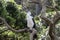 Shag in a pohutakawa tree, NZ Bird